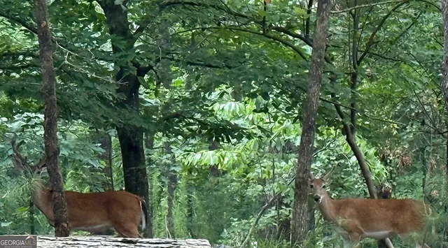 a view of a backyard with lawn chairs and potted plants