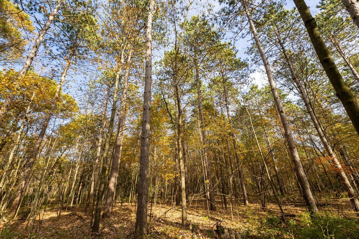 Tbd East Prairie Road East Osseo, WI 54758 - Photo 27 of 50 Gallery Image 27