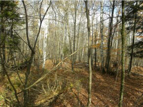 Lot #4 Spaulding Road St. Johnsbury, VT 05819 - Photo 5 of 6 Gallery Image 5