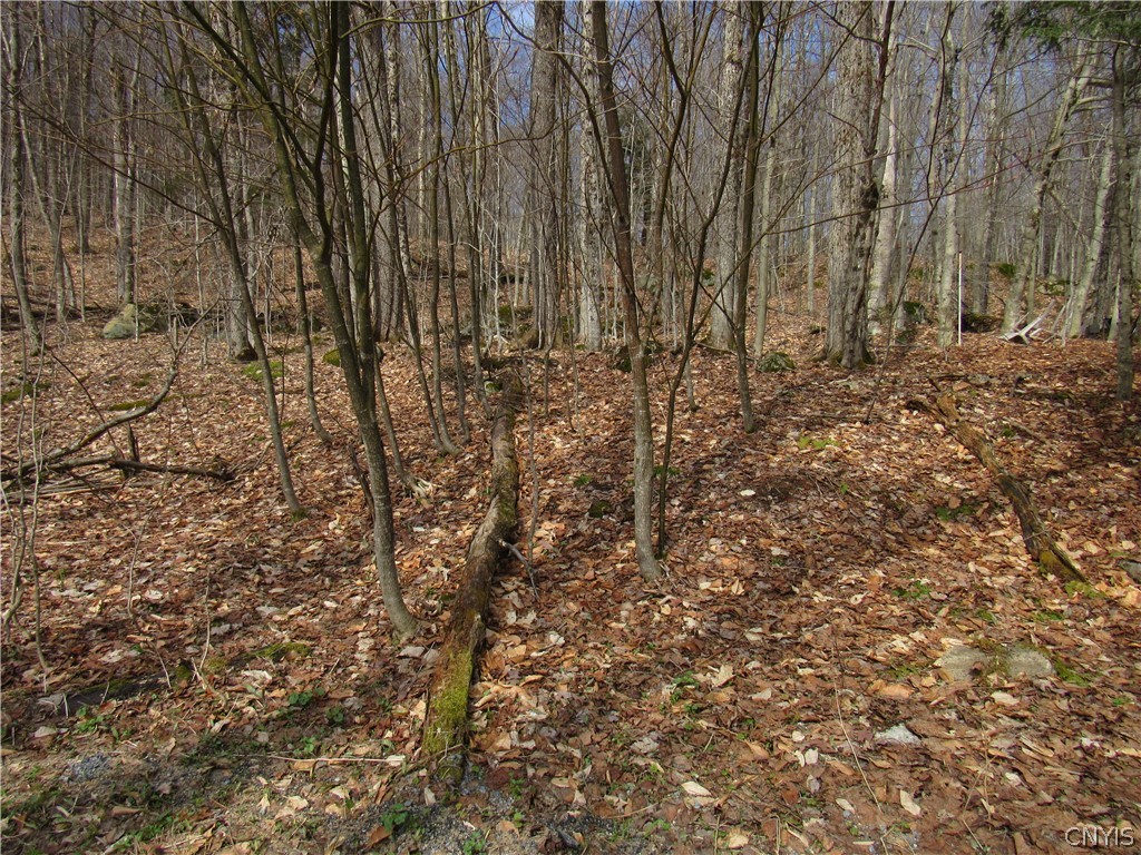 Capron Road West Woodgate, NY 13494 - Photo 4 of 9