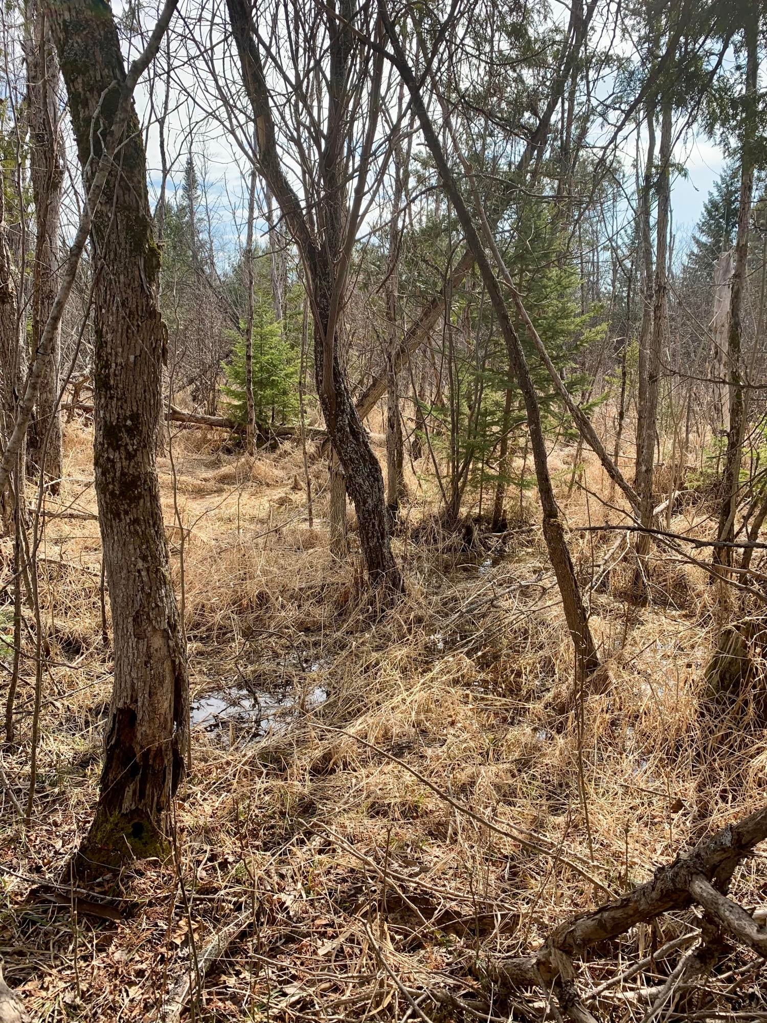 Nhn Coombs Road Hillman, MI 49746 - Photo 13 of 16 Gallery Image 13