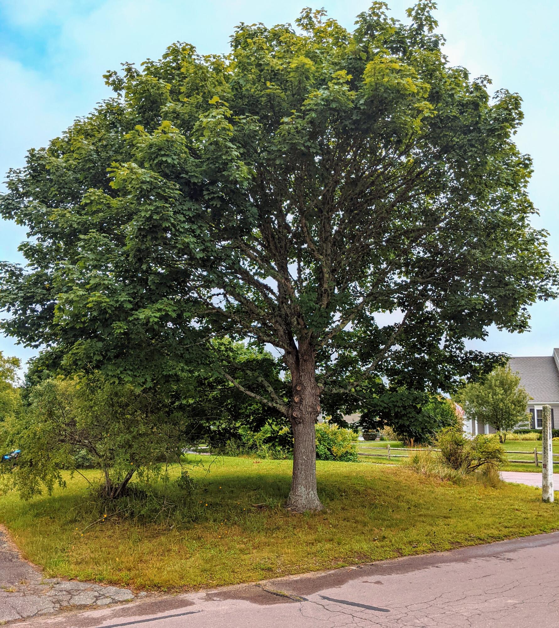 11 Knoll Top Road Sandwich, MA 02644 - Photo 12 of 12 corner lot