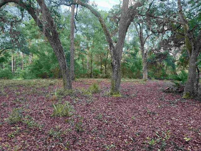 a view of a forest that has large trees