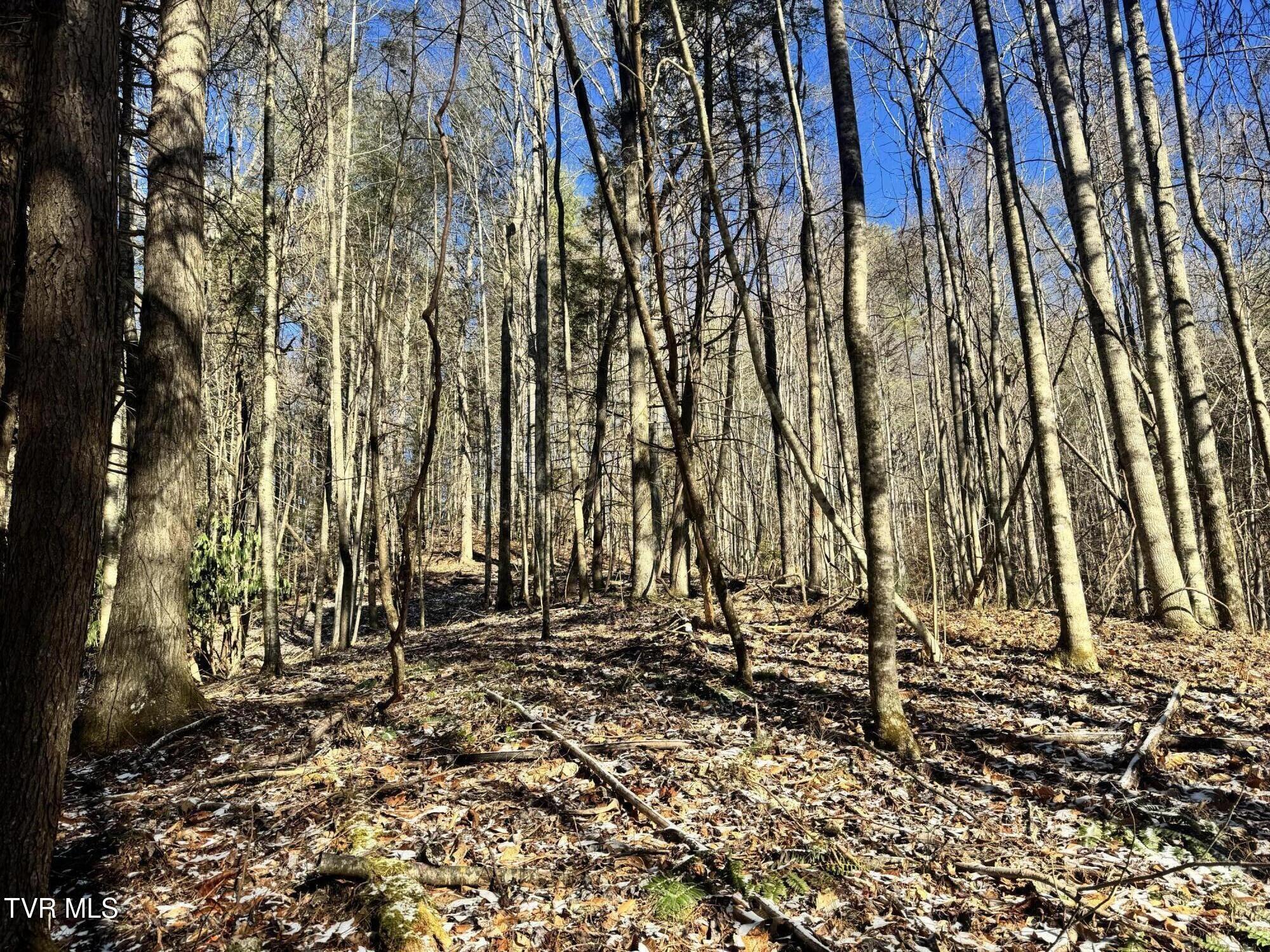 0 Clear Branch Road Erwin, TN 37650 - Photo 8 of 45 IMG_5036
