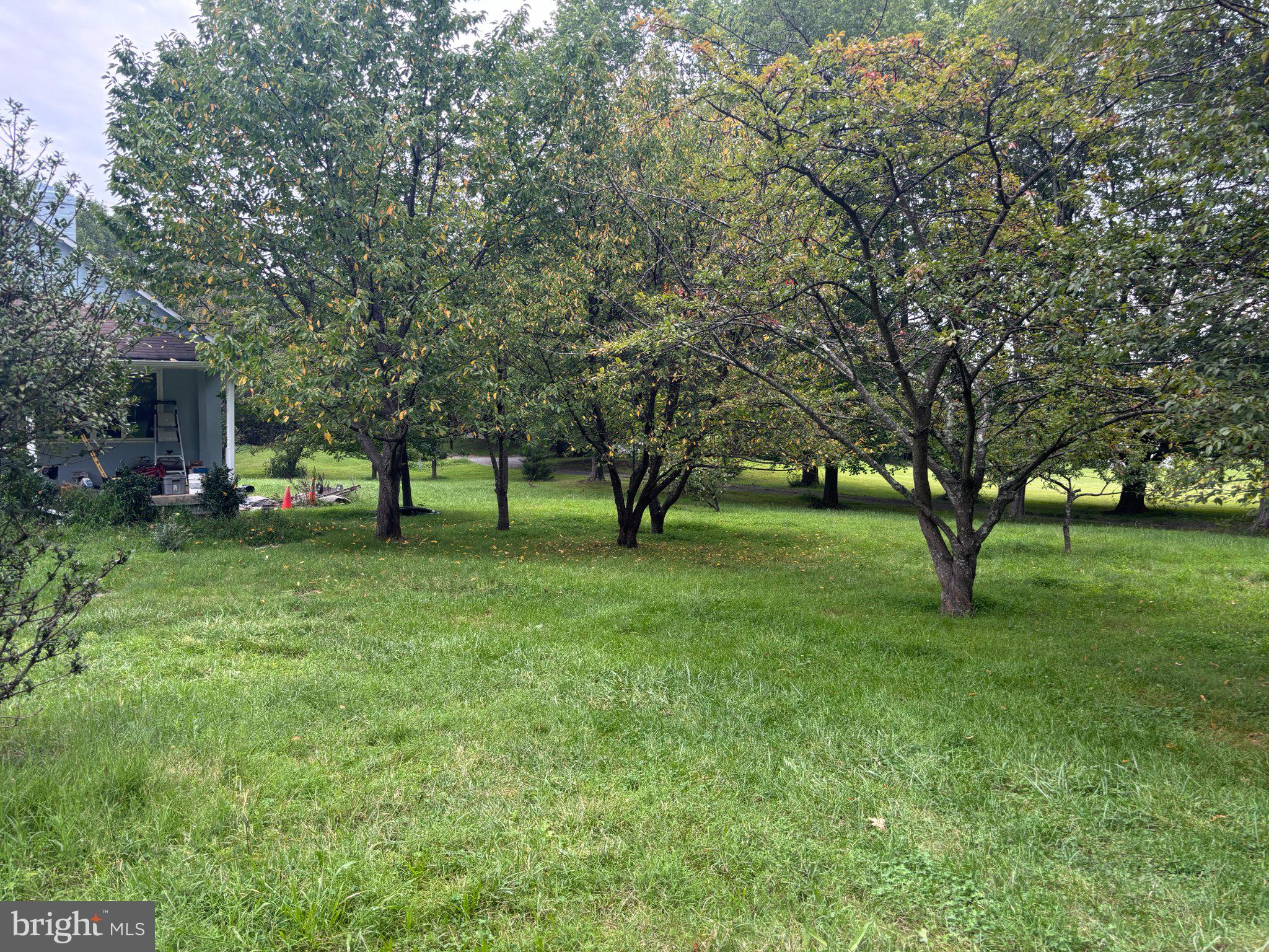 3667 Sage Road Delaplane, VA 20144 - Photo 3 of 3 Lush green oasis with shaded trees.