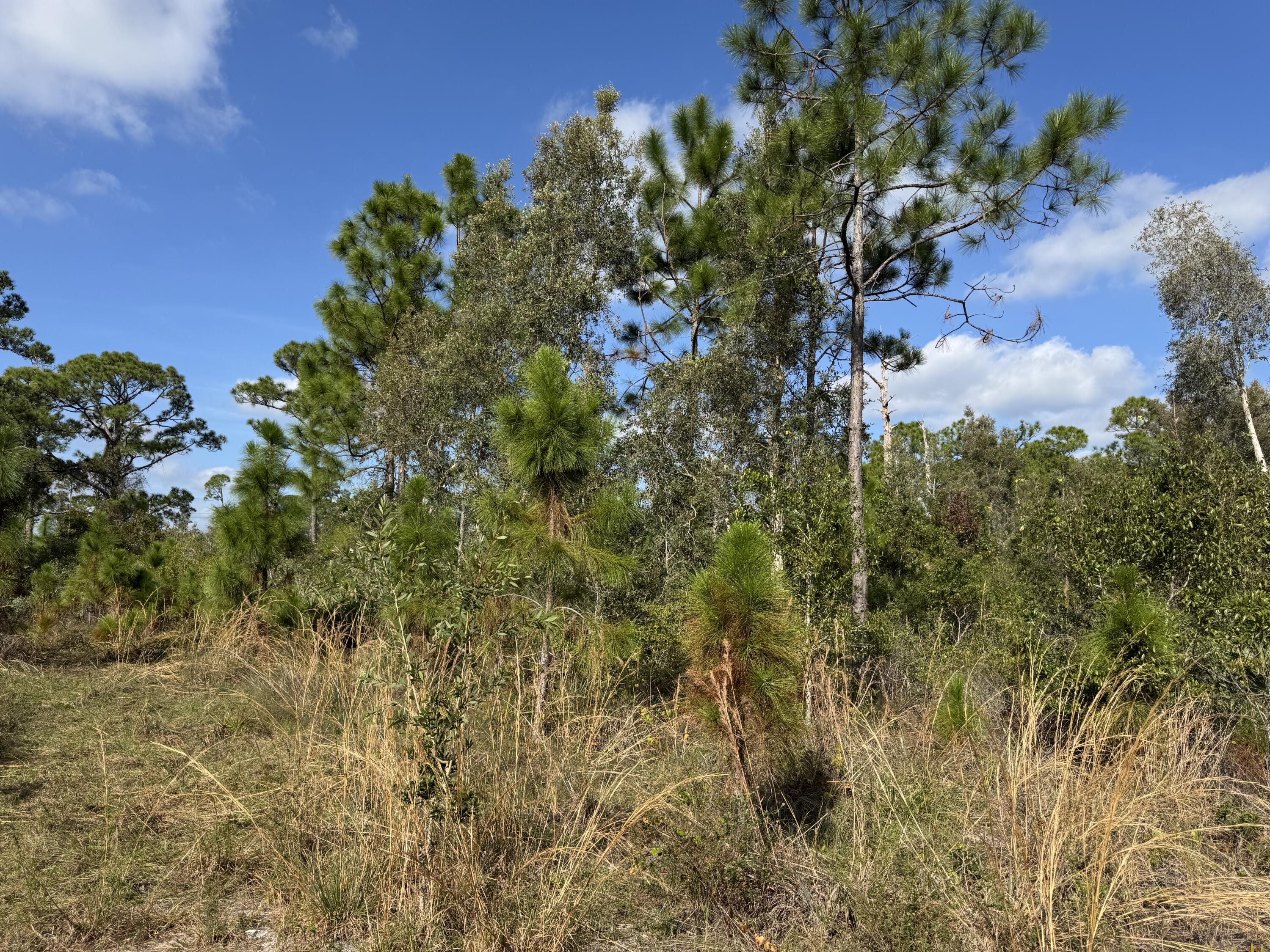 0 Tree Top Trail Fort Pierce, FL 34951 - Photo 4 of 8 a view of a bunch of trees and bushes
