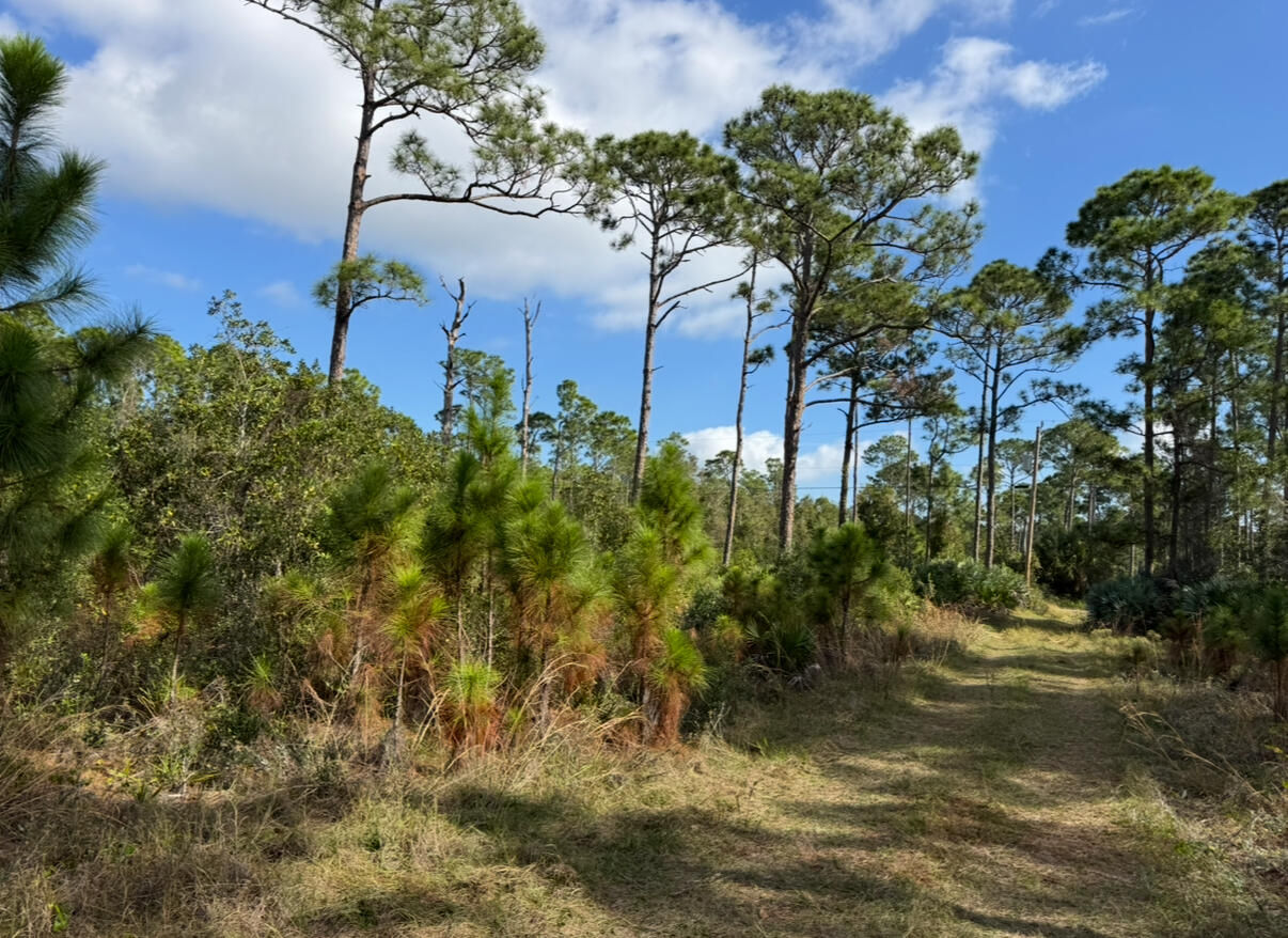 0 Tree Top Trail Fort Pierce, FL 34951 - Photo 5 of 8 a view of a yard with plants and large trees