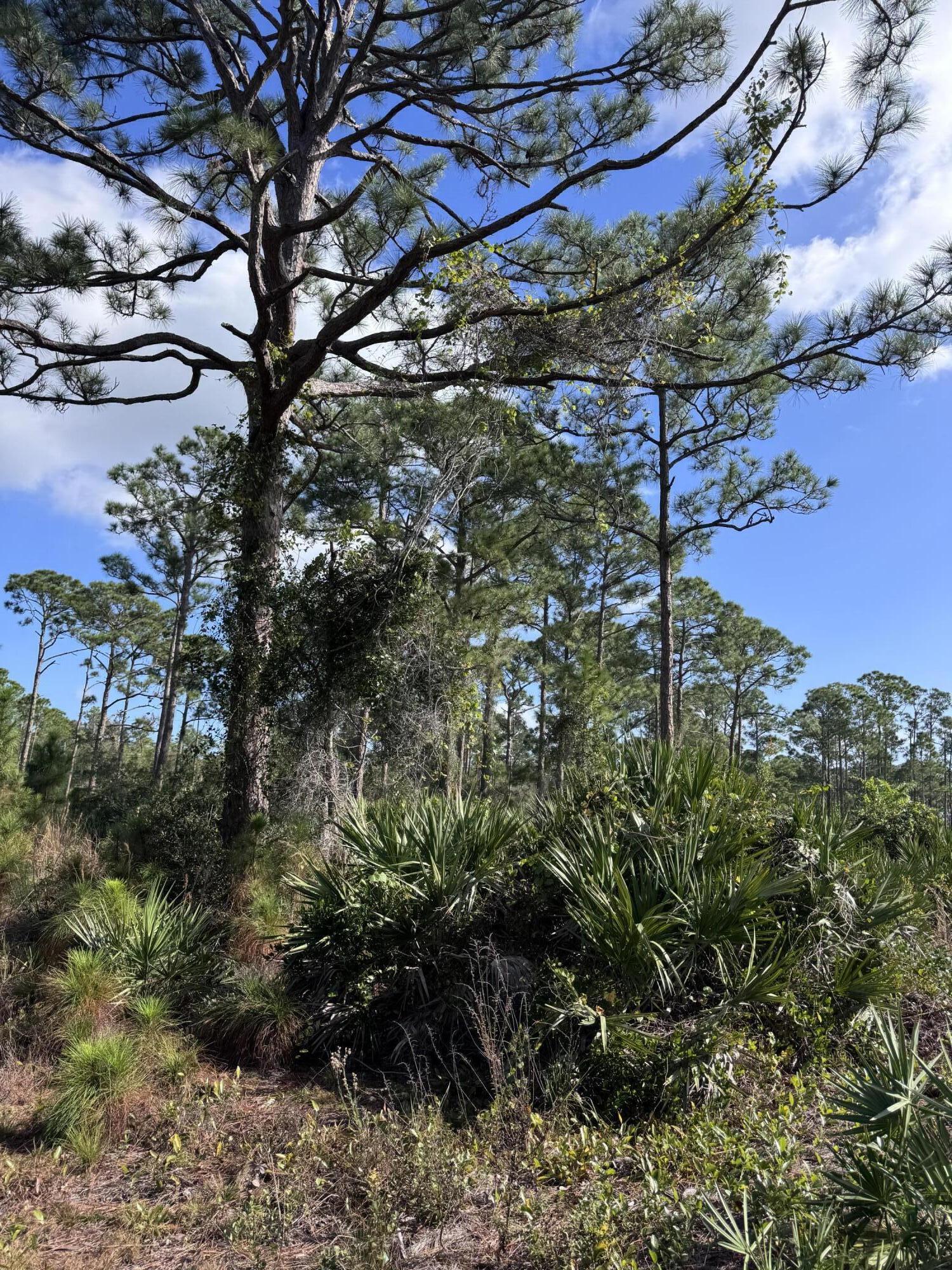 0 Tree Top Trail Fort Pierce, FL 34951 - Photo 8 of 8 a backyard of a house