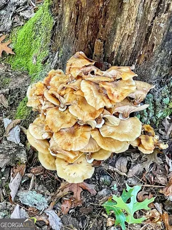 $329,900 | 0 Blue Ridge, Rabun Gap, GA 30568