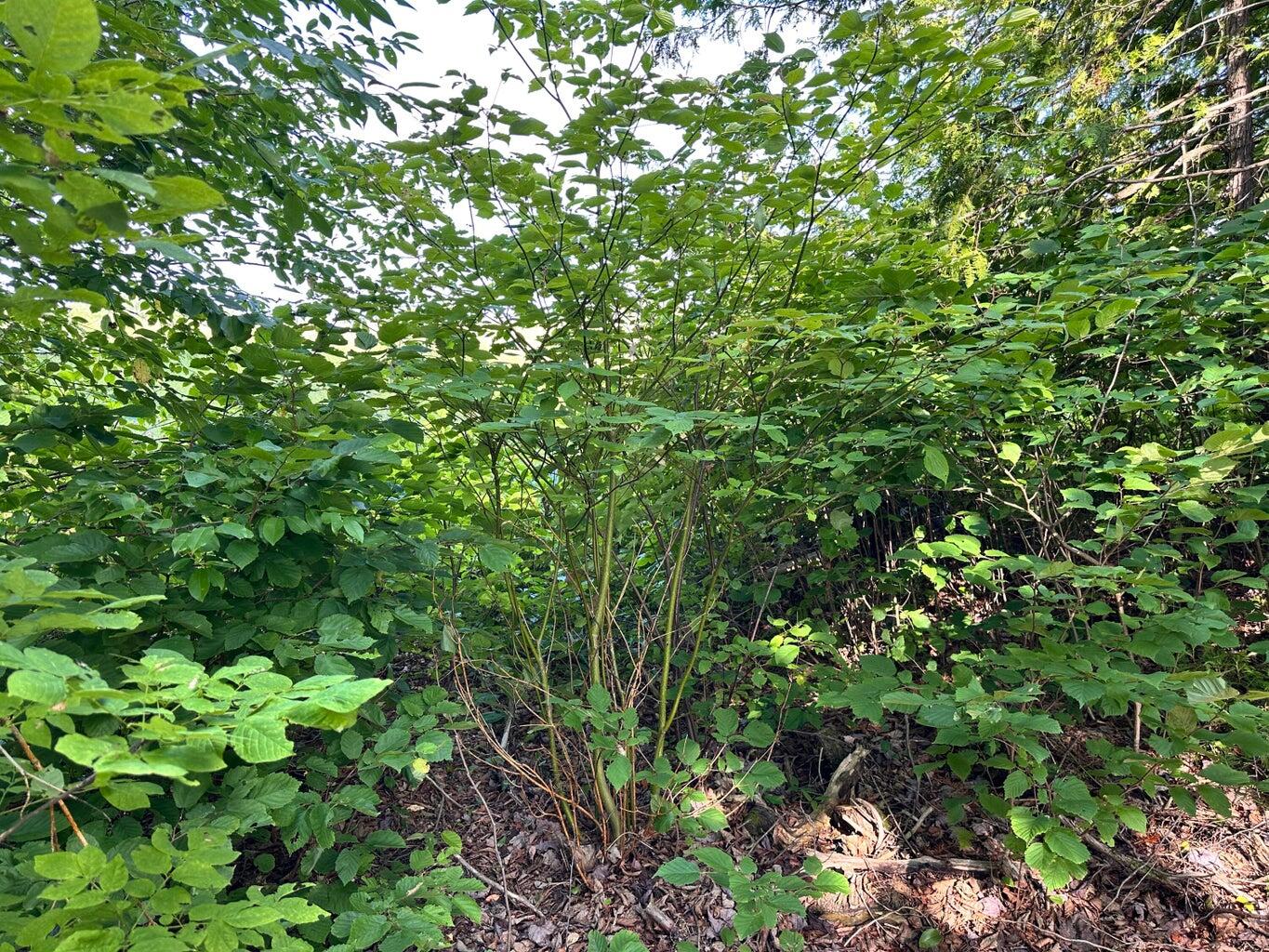 4 C Carmichael Road Littleton, ME 04730 - Photo 12 of 17 20250801085432865138000000-o