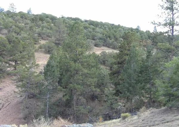 a view of a forest with trees in the background