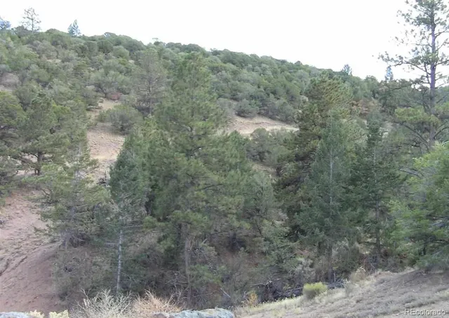 a view of a forest with trees in the background