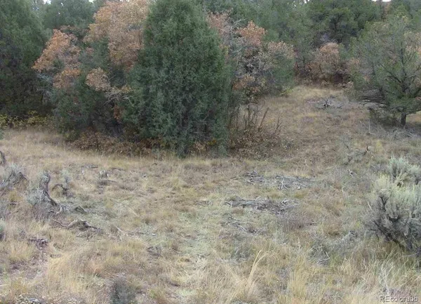 a view of a dry yard