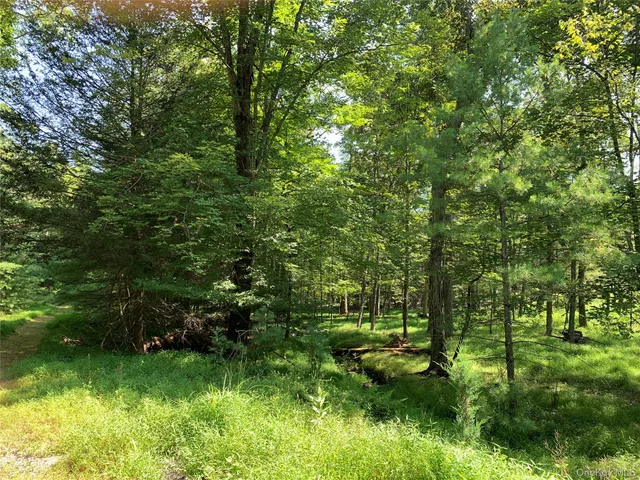 a view of a lush green forest