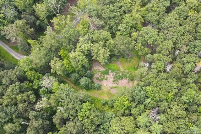 a view of a forest with a tree