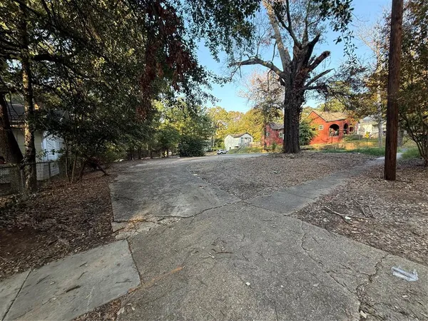 a road view with large trees