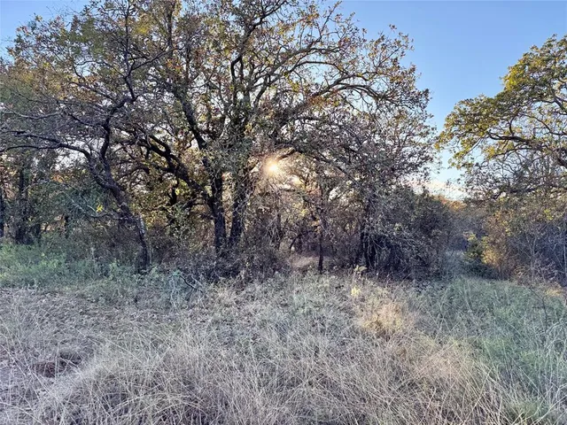 a view of a forest with trees in the background