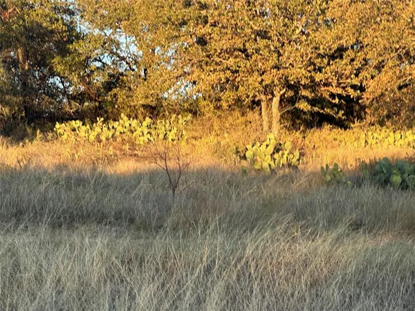 a view of forest