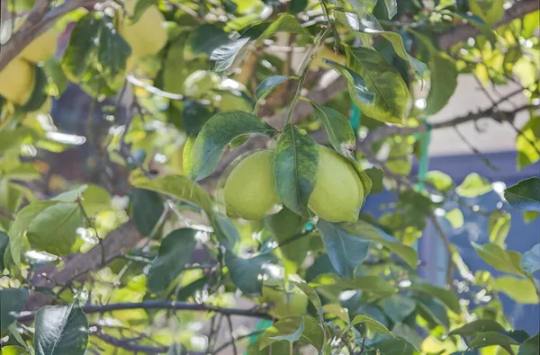 $1,350,000 | 525 South Ventura Street, Ojai, CA 93023