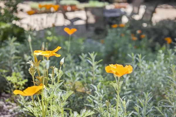 $1,350,000 | 525 South Ventura Street, Ojai, CA 93023