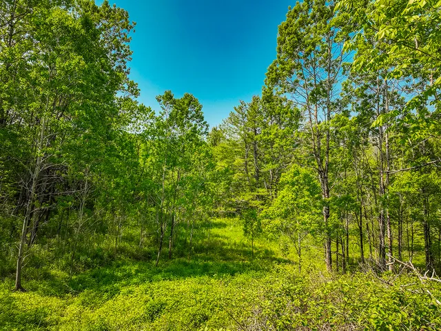 $130,000 | 0 Branch Brook Road, Thomaston, ME 04861