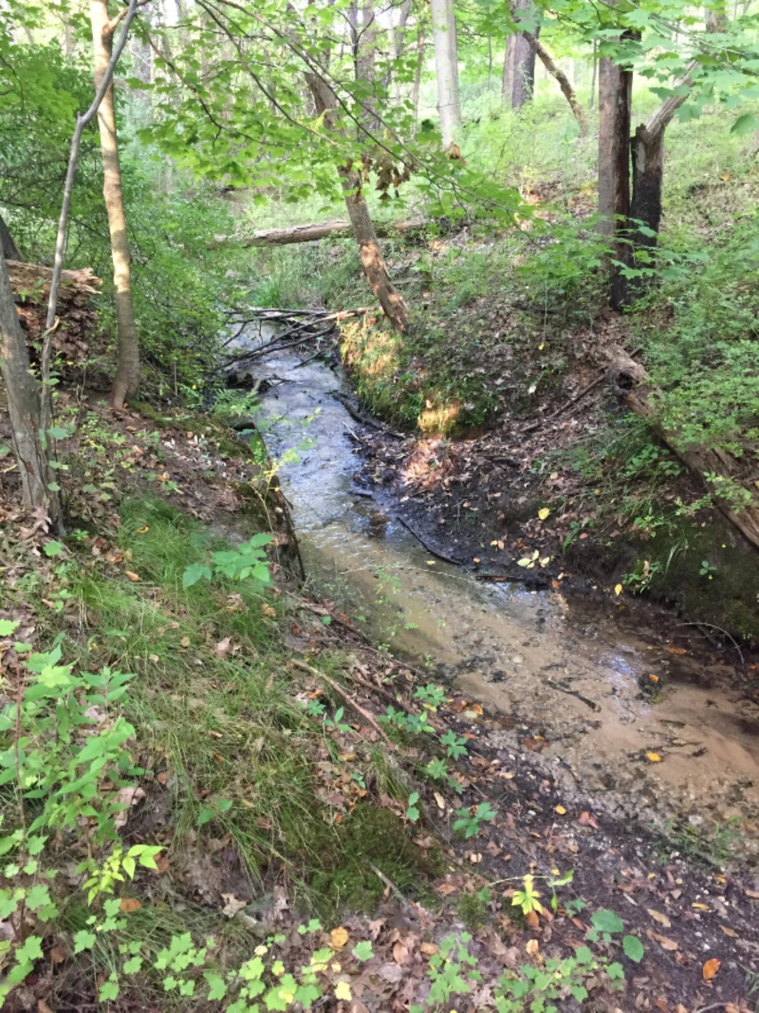 7087 2 Mile Road Northeast Ada, MI 49301 - Photo 6 of 8 Creek on north end of property