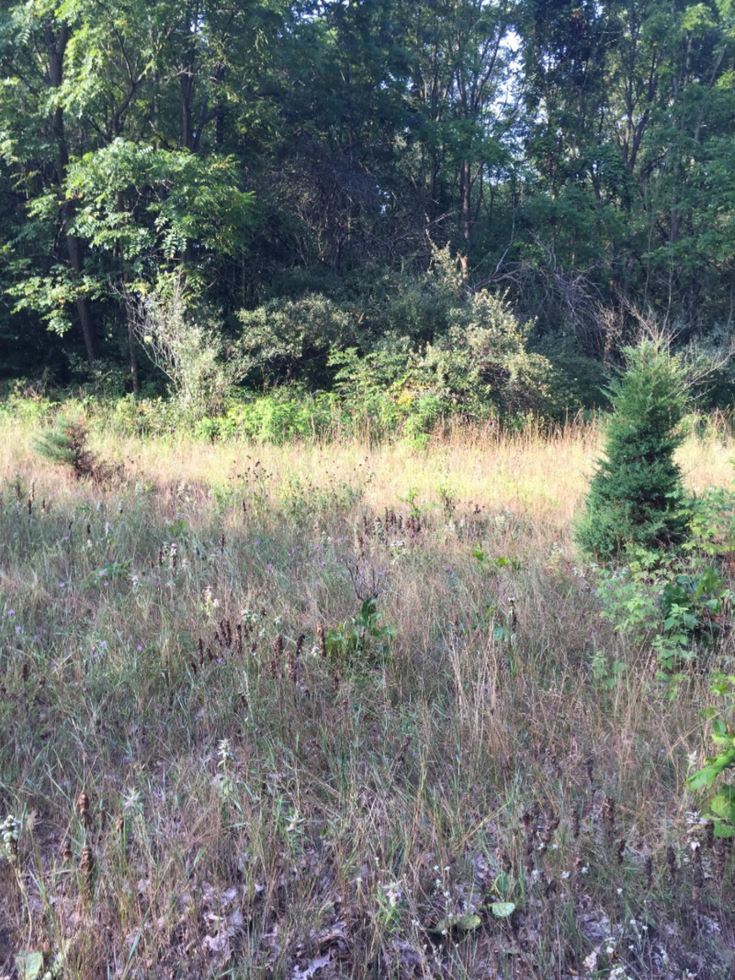 7087 2 Mile Road Northeast Ada, MI 49301 - Photo 8 of 8 Partially cleared for a new home site