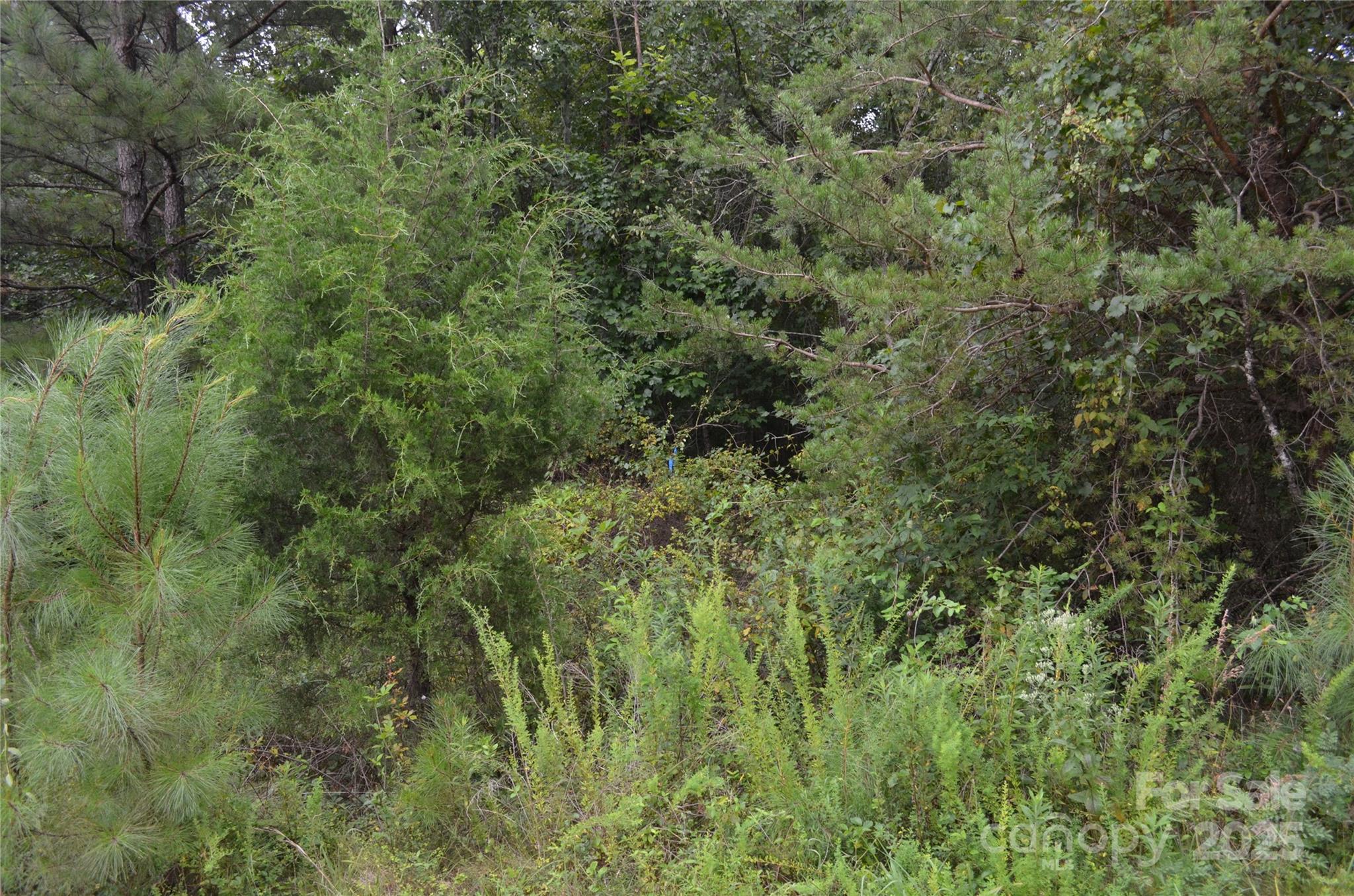 0 Old Morganton Road Rutherfordton, NC 28139 - Photo 13 of 15 a view of a lots of trees and bushes