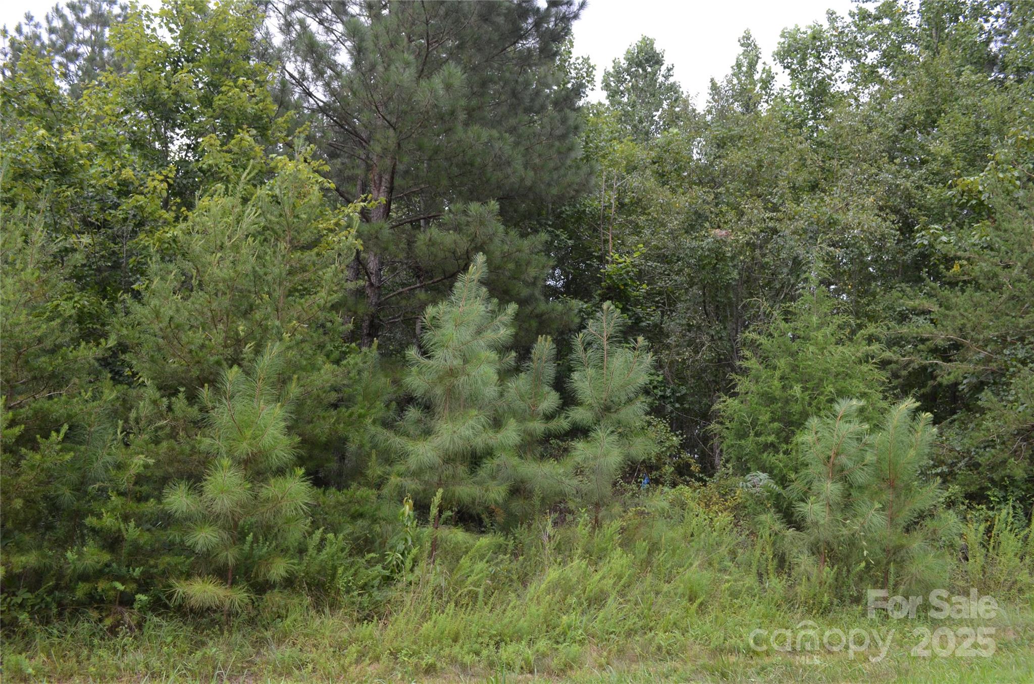 0 Old Morganton Road Rutherfordton, NC 28139 - Photo 15 of 15 a view of a forest with trees all around