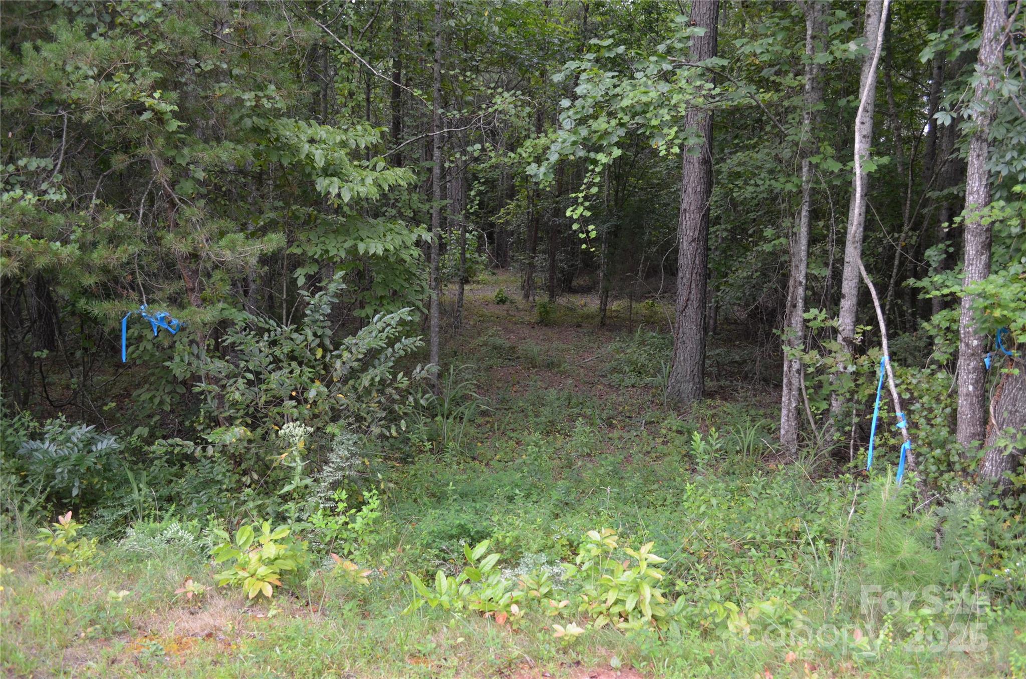 0 Old Morganton Road Rutherfordton, NC 28139 - Photo 2 of 15 a view of a forest that has a tree