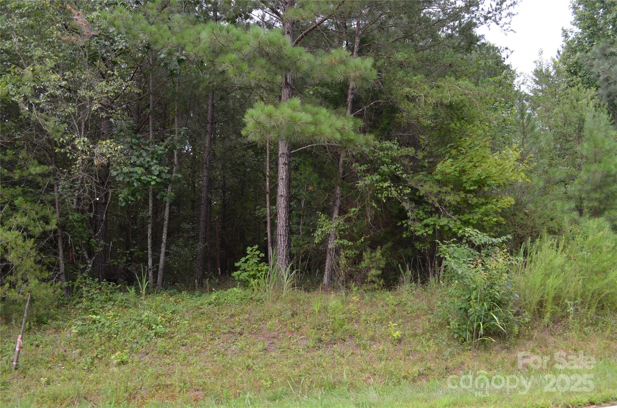 0 Old Morganton Road Rutherfordton, NC 28139 - Photo 4 of 15 a view of forest