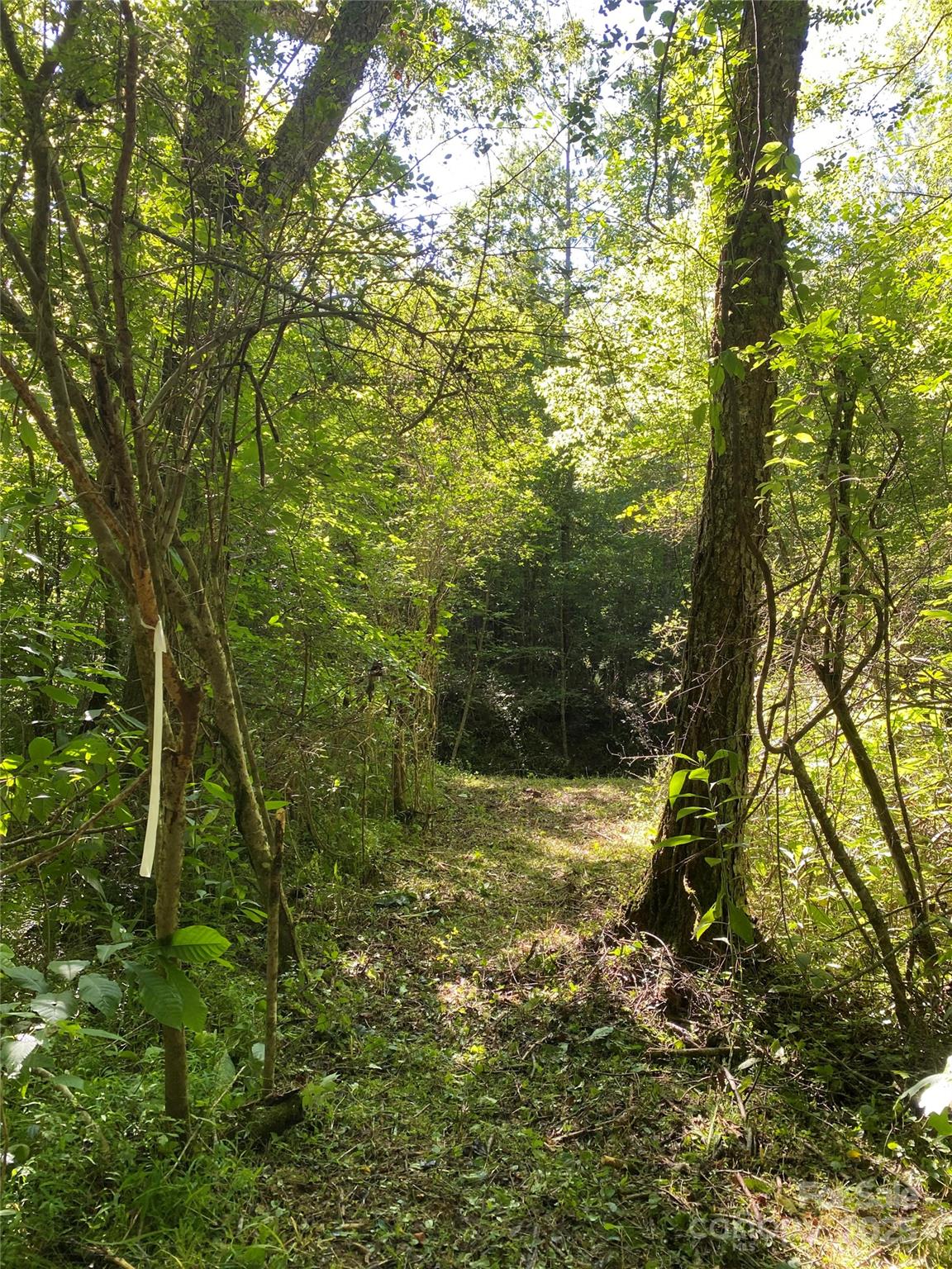 0 Old Morganton Road Rutherfordton, NC 28139 - Photo 5 of 15 a view of a yard