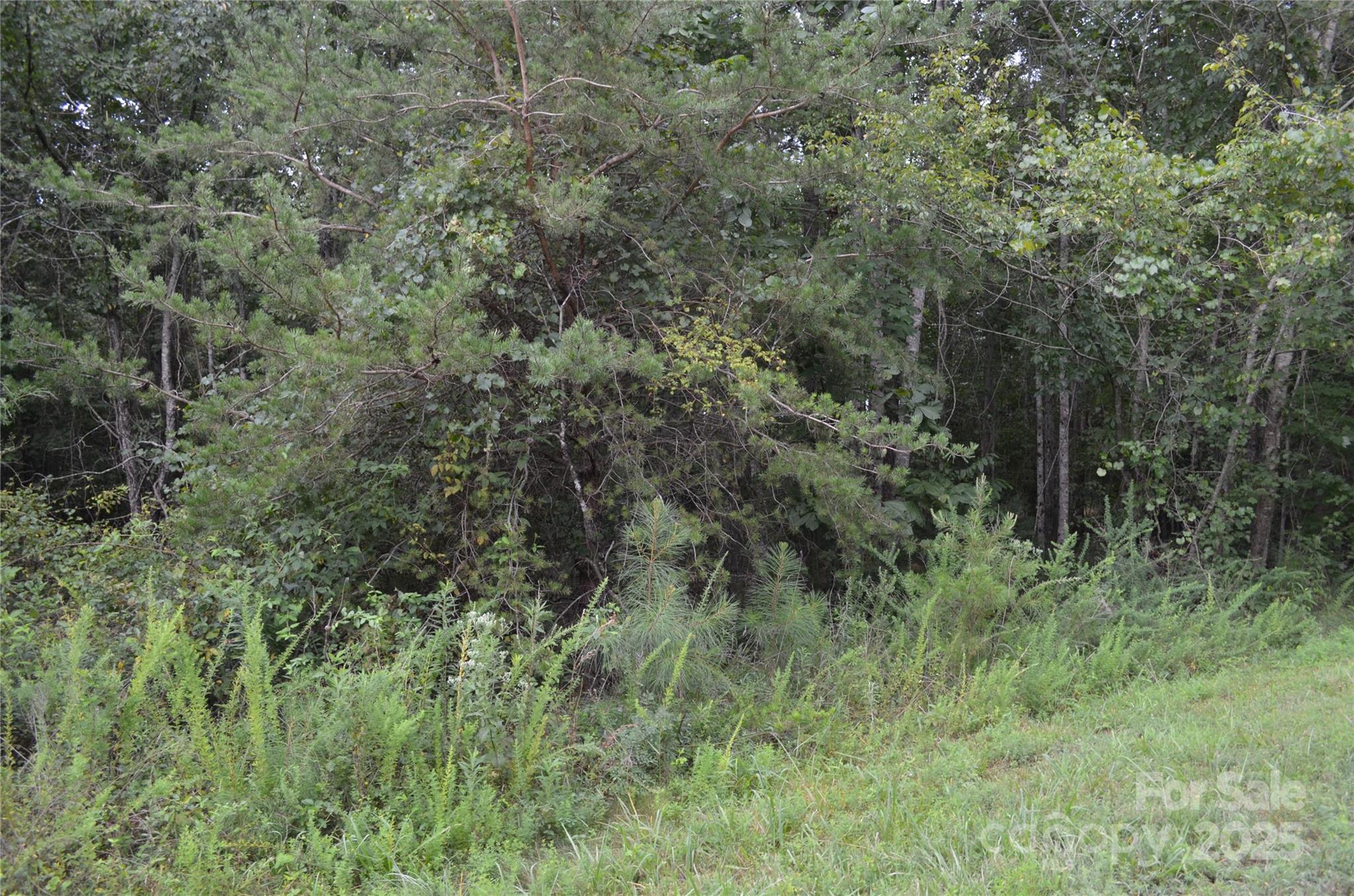 0 Old Morganton Road Rutherfordton, NC 28139 - Photo 6 of 15 a view of a lush green forest