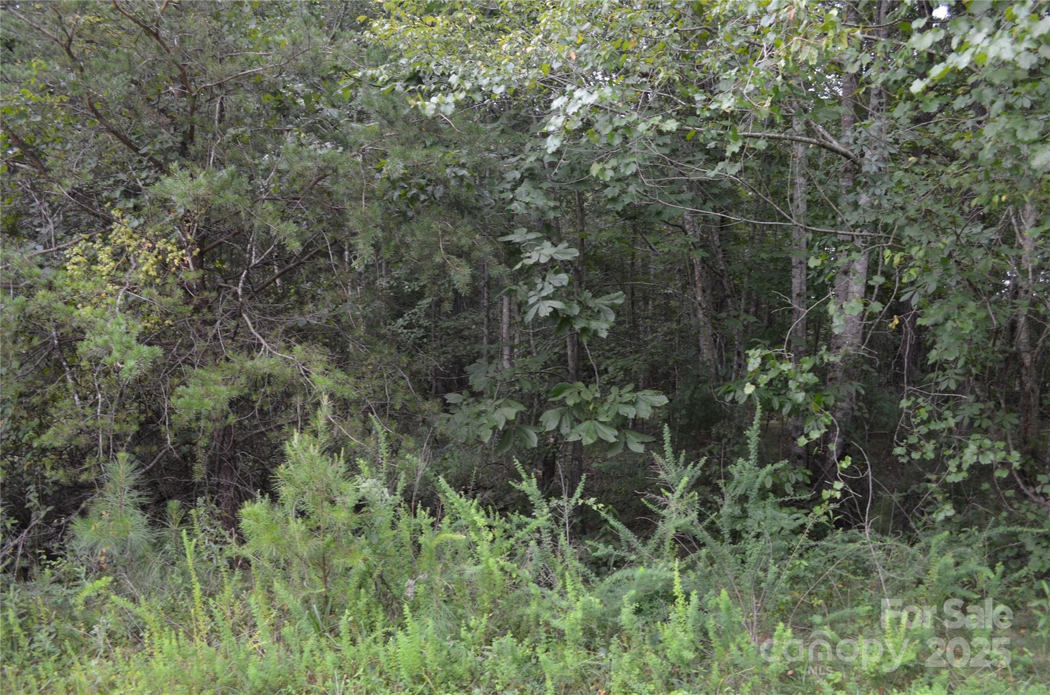 0 Old Morganton Road Rutherfordton, NC 28139 - Photo 7 of 15 a view of a lush green forest
