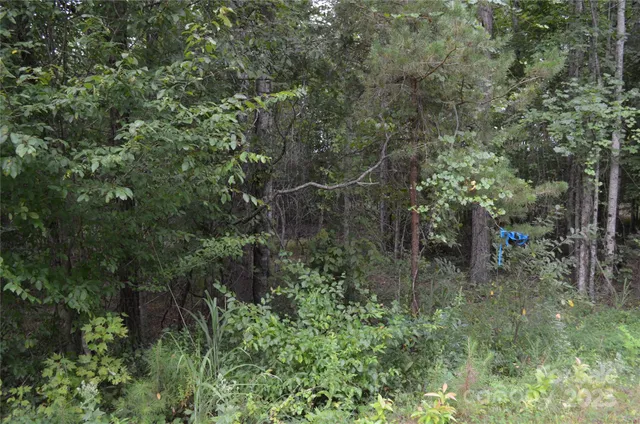 a view of a forest with lots of trees