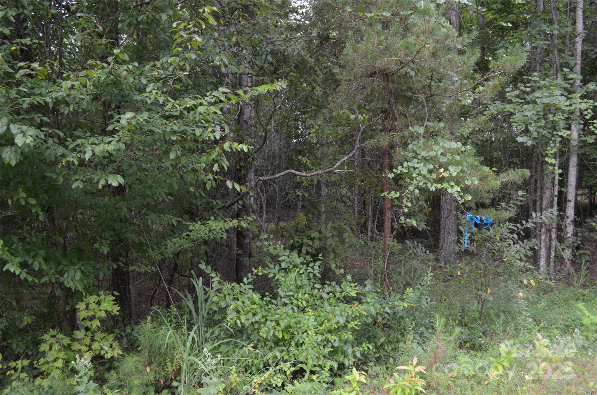 0 Old Morganton Road Rutherfordton, NC 28139 - Photo 9 of 15 a view of a forest with lots of trees