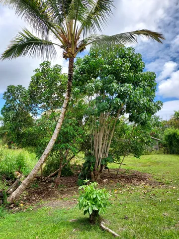 a view of a garden with a tree