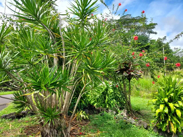 a view of a flower in a garden