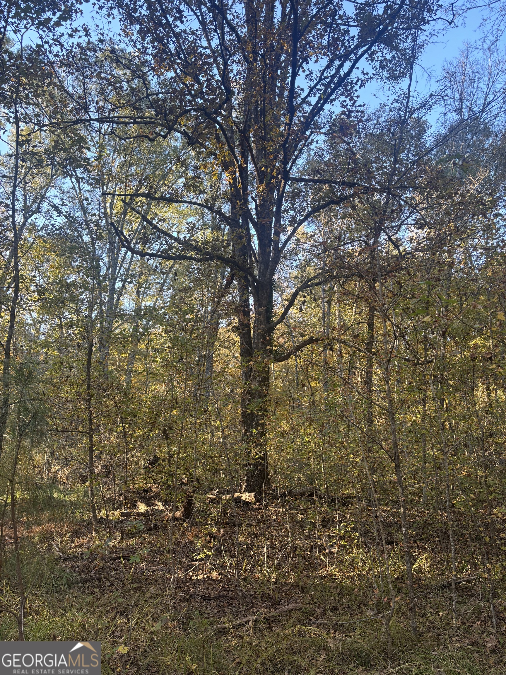 0 Vinson Road Tignall, GA 30668 - Photo 6 of 8