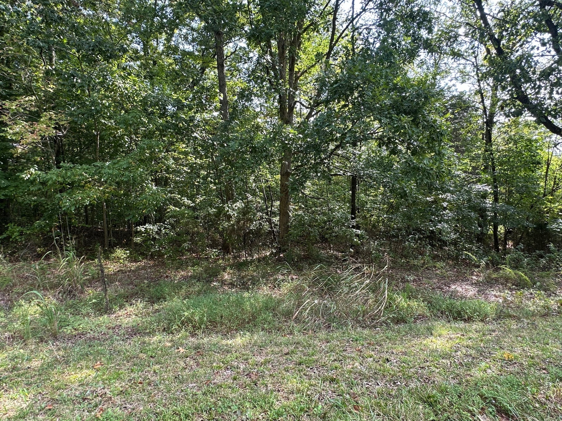 0 Bearden Road Clarksville, TN 37043 - Photo 5 of 5 a view of a forest with trees in the background