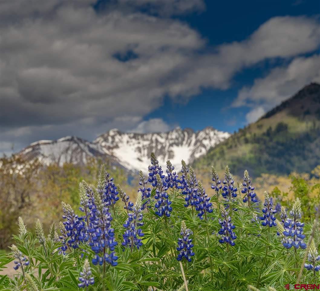 2529 County Road 124 Mancos, CO 81328 - Photo 6 of 34 a view of a lot of flowers