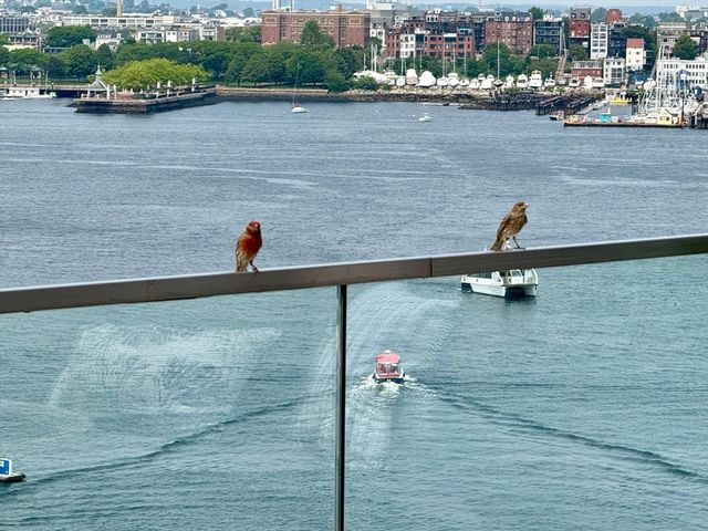 $7,185,750 | 300 Pier 4 Blvd., Unit PH N, Boston, MA 02210