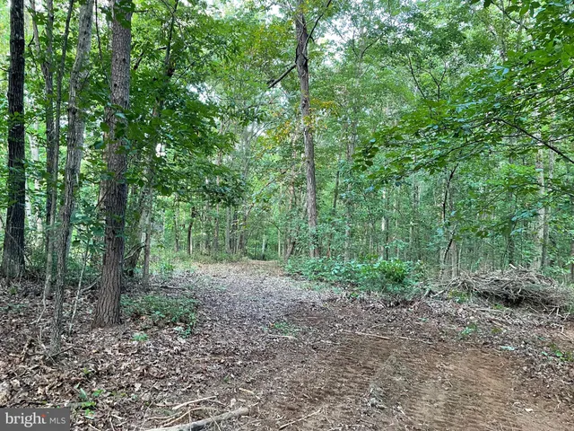 a view of a forest with trees in the background