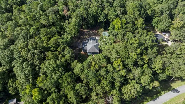 a view of a forest with a tree