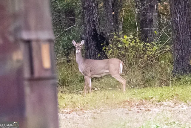 a view of a green field with lots of bushes