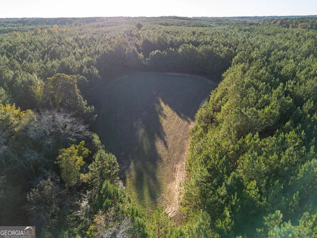 a view of a forest filled with trees