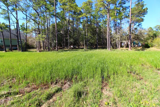 a view of backyard with trees
