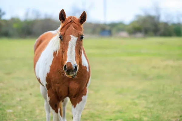 $5,490,000 | 10250 East Fm 501, San Saba, TX 76877