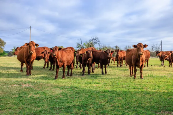 $5,490,000 | 10250 East Fm 501, San Saba, TX 76877