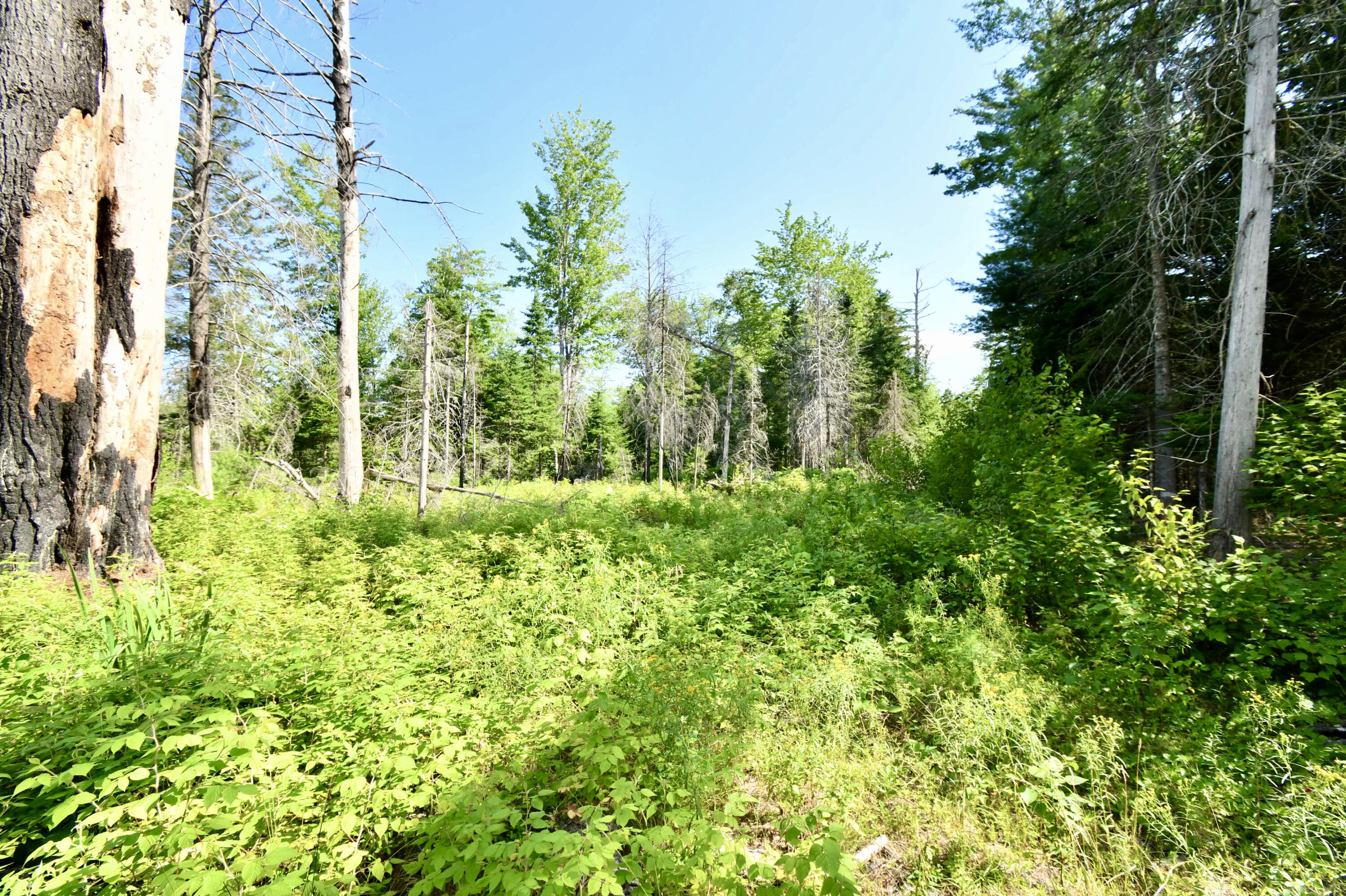 0 Great Pond Road Aurora, ME 04408 - Photo 19 of 31 F7E94606-0999-43BD-912B-335B5828E3A4_1_2